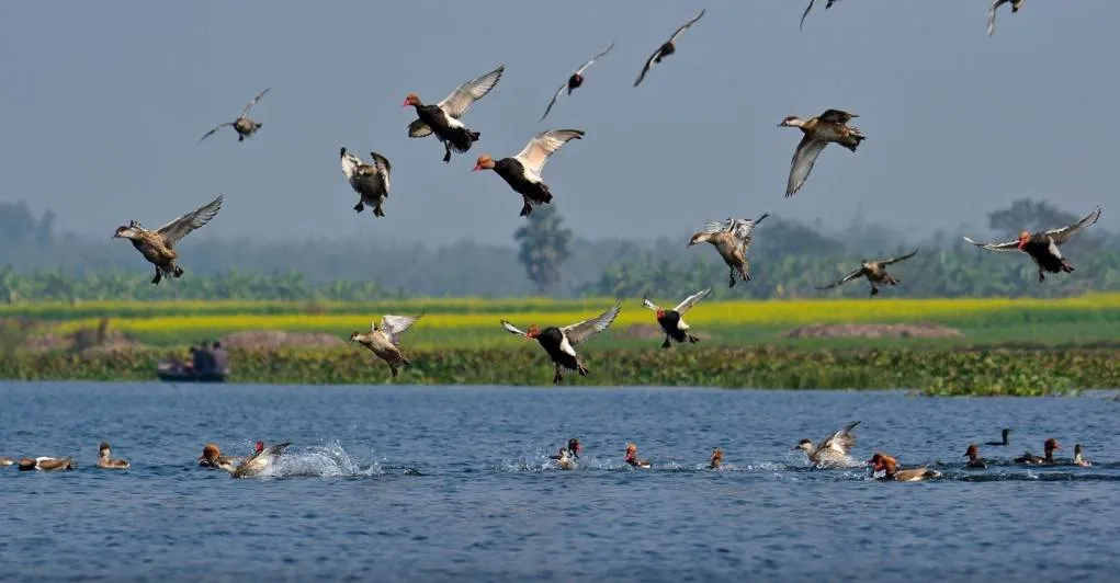 পূর্বস্থলীর পাখির আসর - Torsa