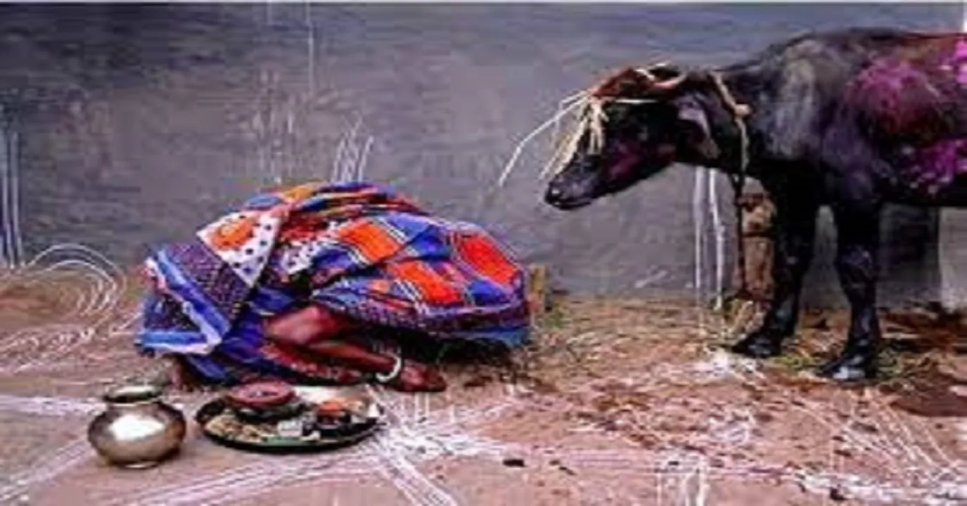 বাঁধনা পরব, বাংলা অন্যতম প্রাচীন এক পরব - Drishtibhongi দৃষ্টিভঙ্গি