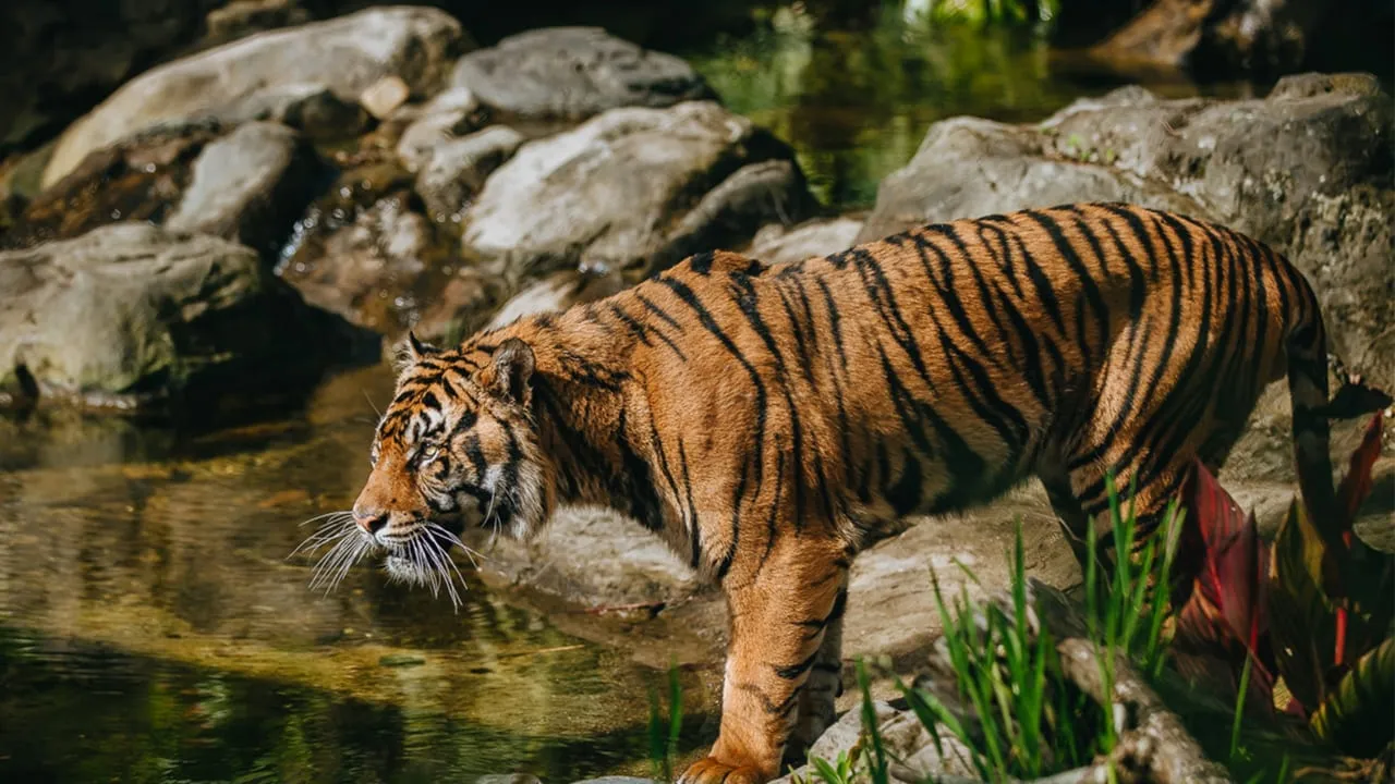 Zeenat in Bengal: ঝাড়গ্রাম থেকে পুরুলিয়ায় প্রবেশ জিনতের, বাঘিনীকে বাগে  পেতে ঘাম ছুটছে বন দফতরের | Tigress Zeenat In Purulia Now | India Hood News |