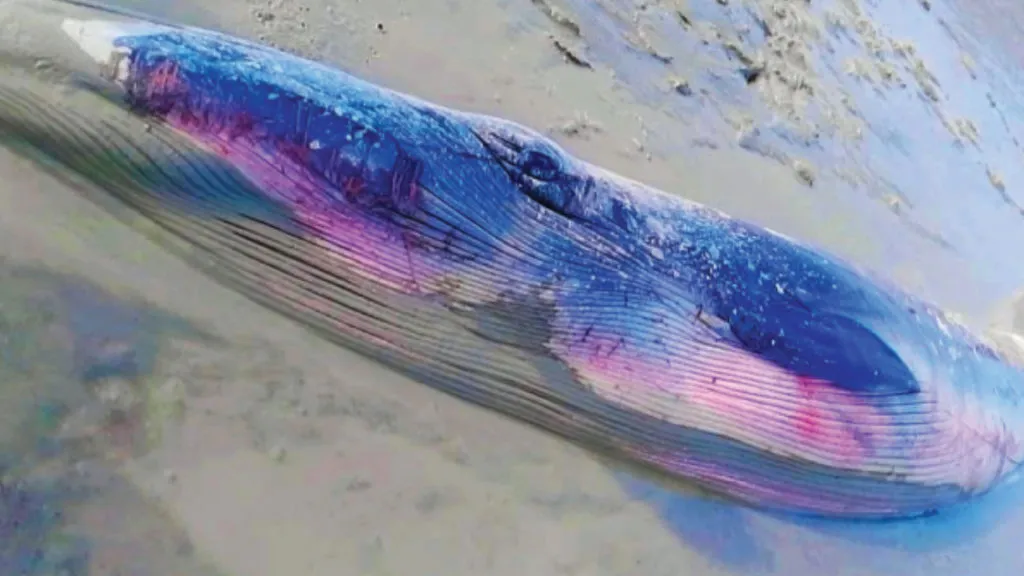 মেরুপ্রদেশ থেকে সুন্দরবনের নদীতে 'পরিযায়ী' তিমি, দেখতে হুড়োহুড়ি -  Drishtibhongi দৃষ্টিভঙ্গি