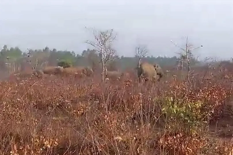 জটিয়ার জঙ্গলে হাতির দলের প্রবেশ, বাড়ছে আতঙ্ক