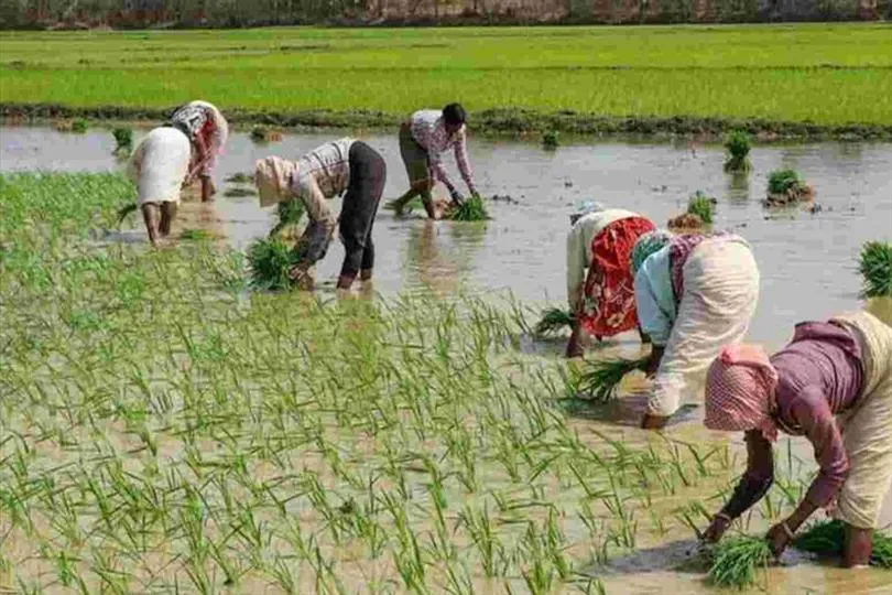 বিজেপি শাসনে প্রতি ঘণ্টায় একজন কৃষক মারা যাচ্ছে, দাবি কংগ্রেসের