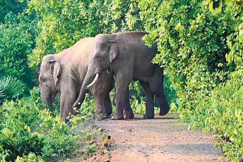 হাতির হানায় পরীক্ষার্থীর মৃত্যুর পর ৮ দফা নির্দেশিকা বনদফতরের