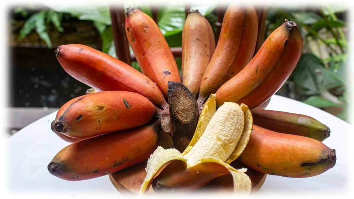 Red Banana_01