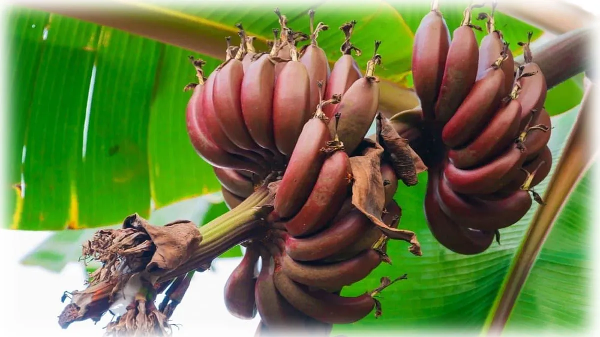 Red Banana_03