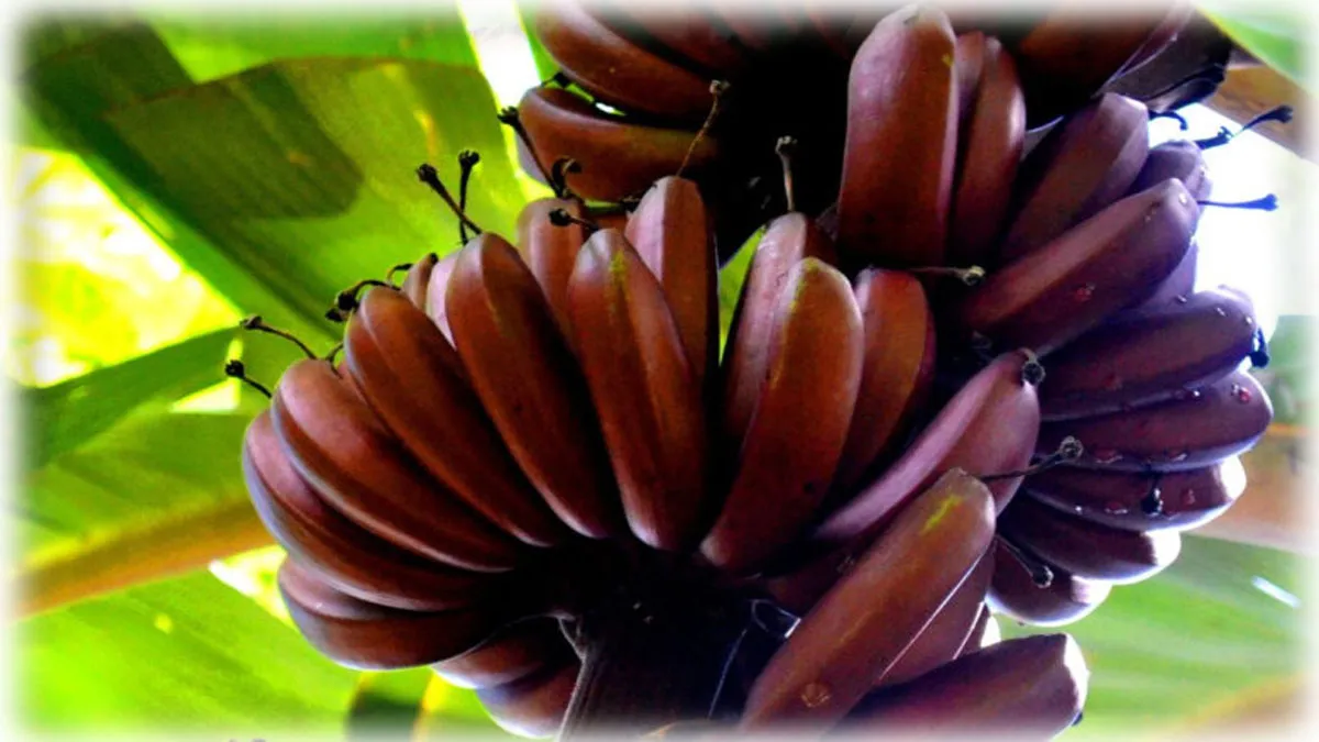 Red Banana_02