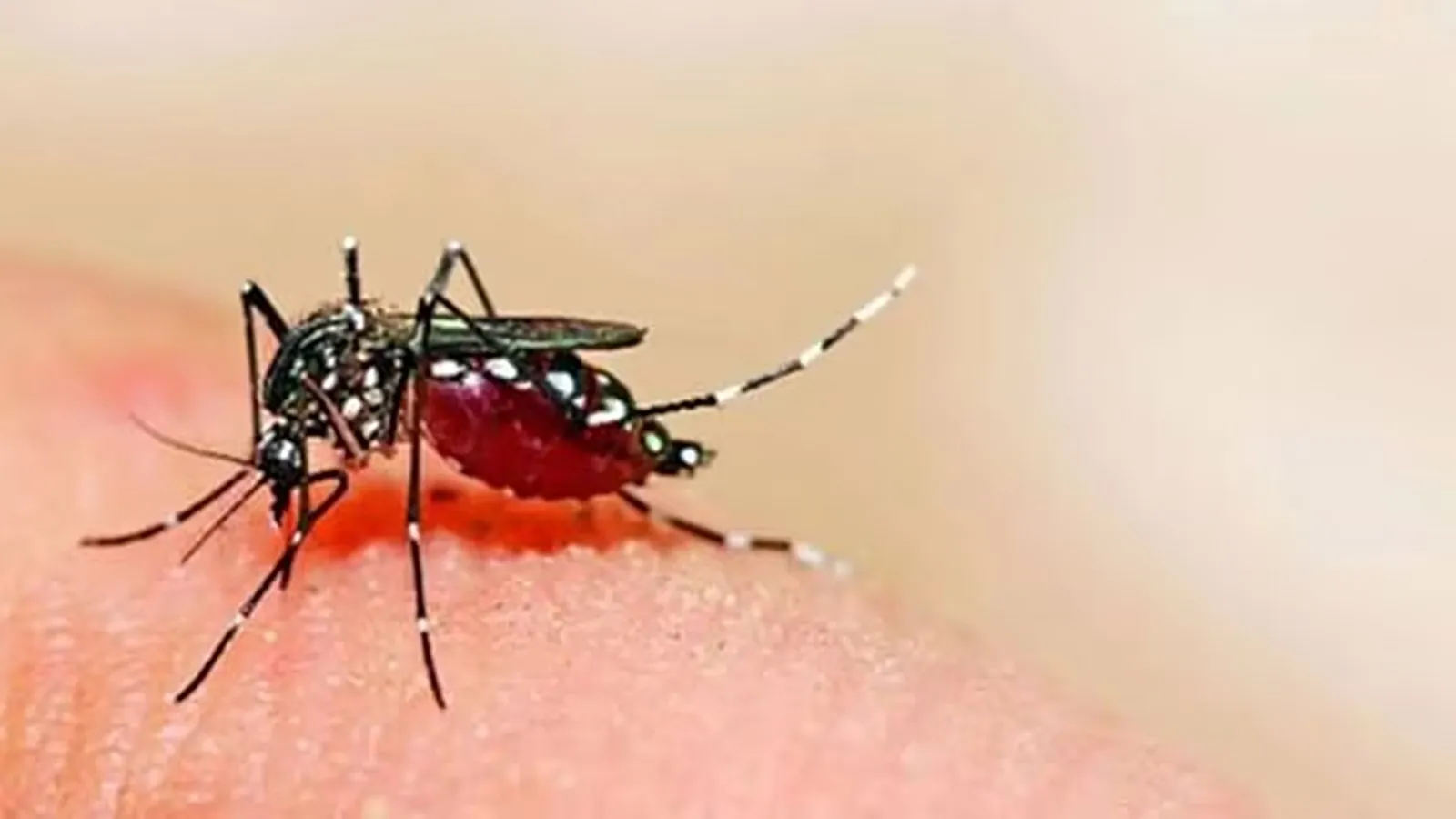 3 more pregnant women test positive for Zika virus, Pune tally now at 9 |  Pune News - The Indian Express