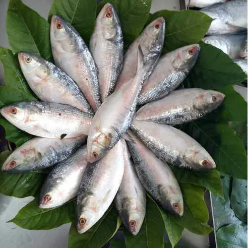 Ilish - Wikipedia