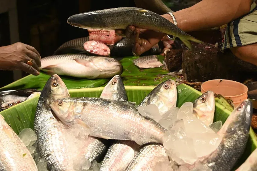 Hilsa Fish | Although Hilsa fish is now available in the market but worry  rises for the excessive price - Anandabazar