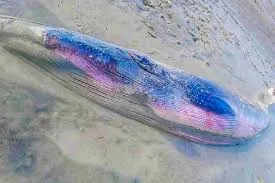 Whale near Bengal-Kakdwip | Whale rescued from Hooghly river sandbank,  forest officials probe rare occurence - Telegraph India