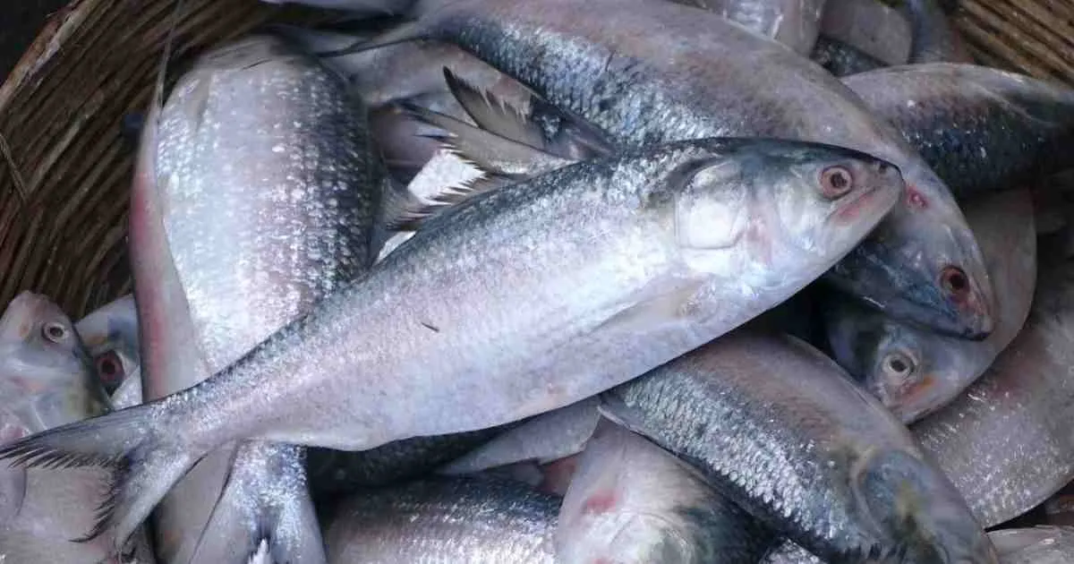 Hilsa Ilisha: The National Fish and Silver Pride of Bangladesh