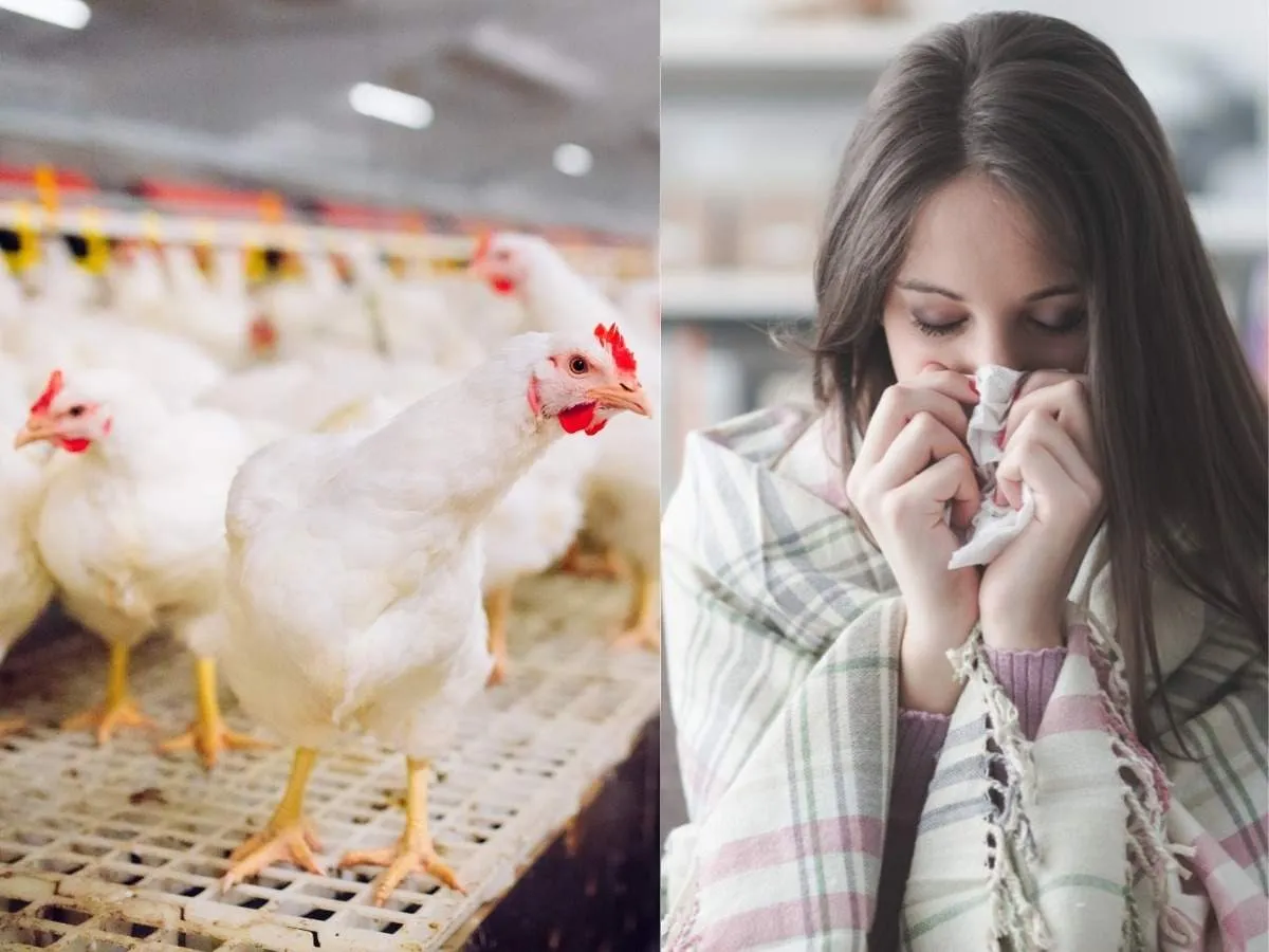 Bird Flu Symptoms and Precautions : कोविड-19 के साथ-साथ देश में Bird Flu का  डबल अटैक, लक्षण जानकर करें यूं बचाव