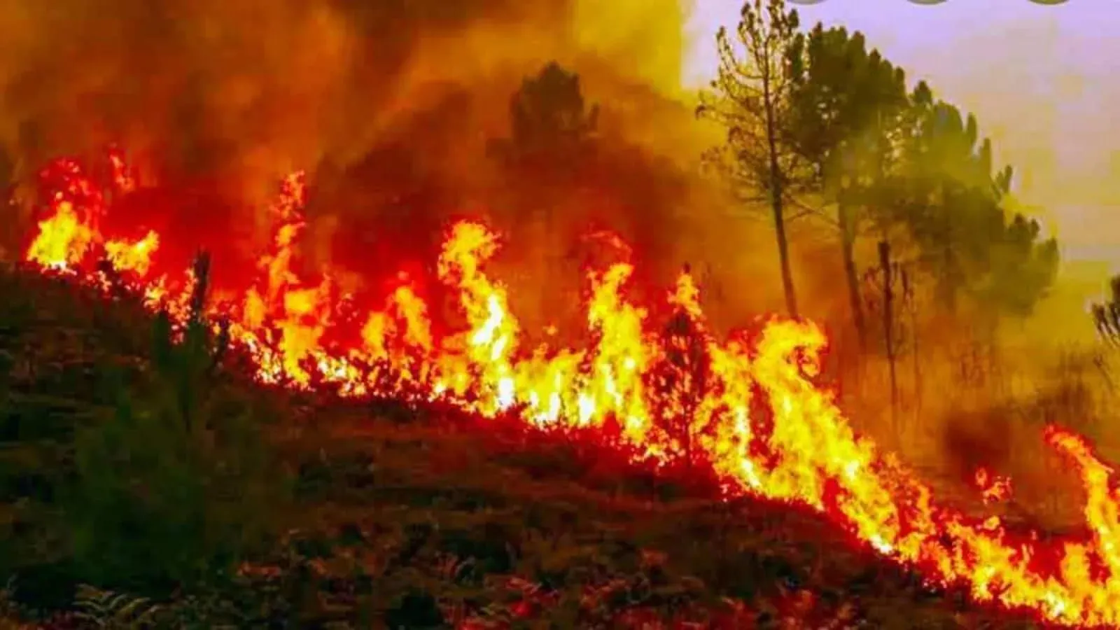 Uttarakhand: Operations underway to tackle forest fire in new Tehri | Today  News