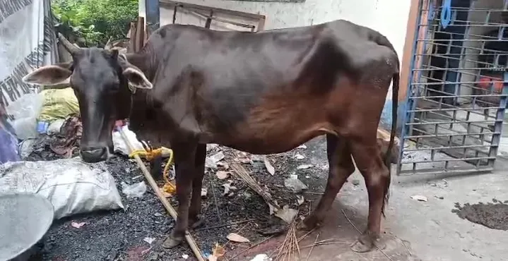 Cow want to Justice in front of Police station न्याय की गुहार में थाने पहुंच गई गाय ! मांग रही इंसाफ़ 