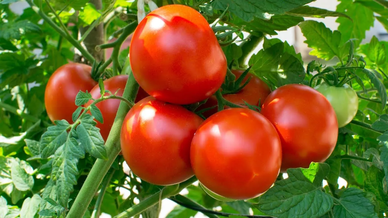 How to store tomatoes | Tamator store karne ka tarika - YouTube