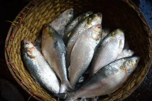 Ilish Macher Paturi | Shorshe diye Ilish Macher Bhapa Recipe | Bengali  Hilsa Steamed in Banana Leaf