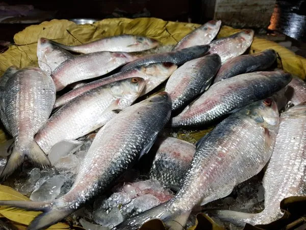 Bangladesh's Hilsa Fish Diplomacy – The Diplomat
