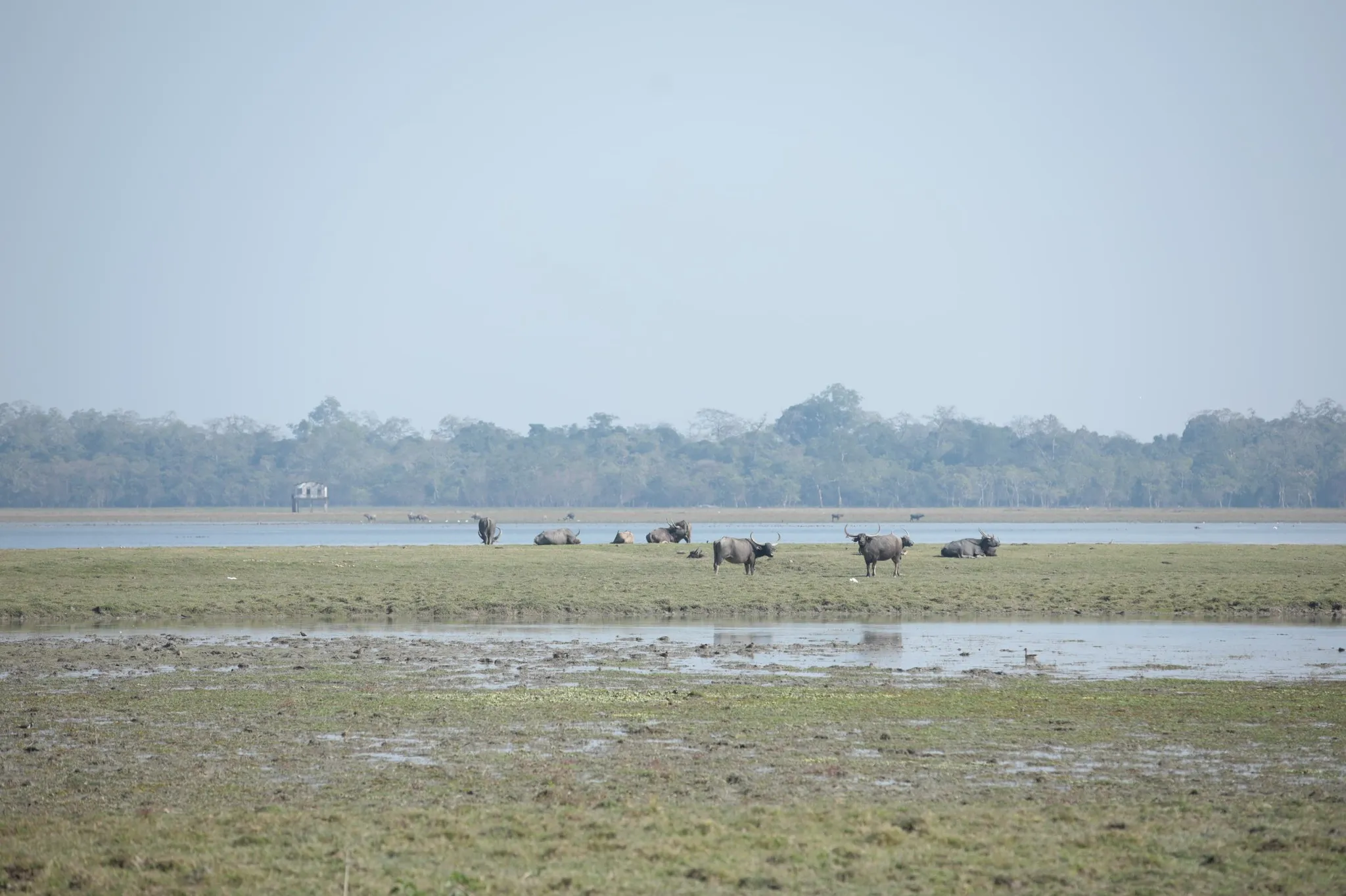 কিং কোব্ৰা চোৰাং চিকাৰ বিৰোধী কেম্প মুকলি