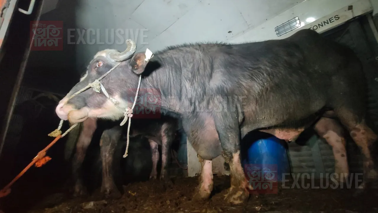 ইউ পিৰ পৰা মেঘালয়লৈ বুলি সৰবৰাহ.