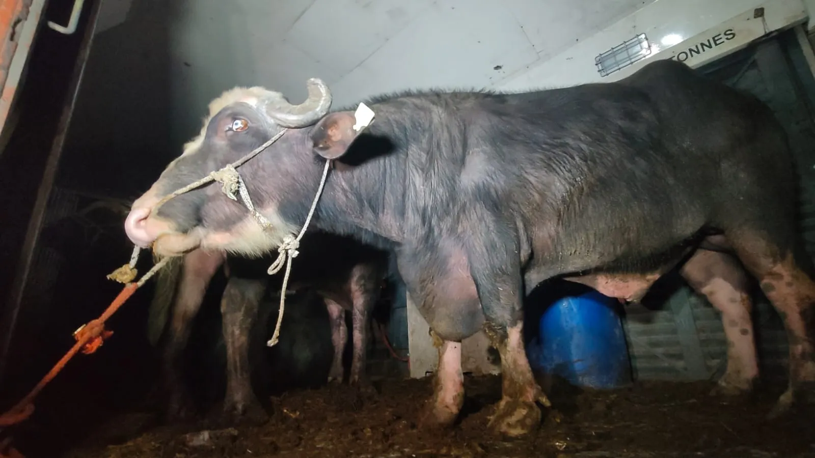 পুৱতি নিশা এন জি গুডামত নমাই অজ্ঞাত স্থানলৈ উলিয়াই নিলে ৪০০ ম’হ…