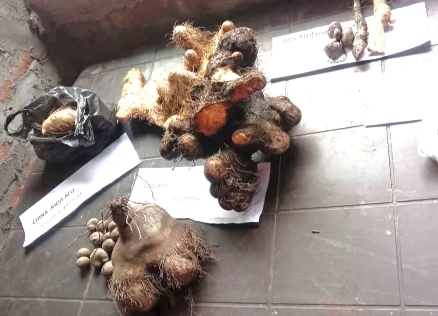 কাঠ আলুৰ সজাগতা সভা