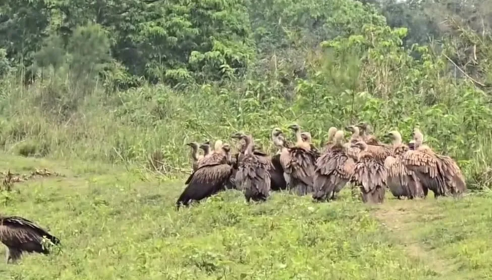 ঢকুৱাখনাত শগুণ সংৰক্ষণত ব্ৰতী এগৰাকী মহিলা