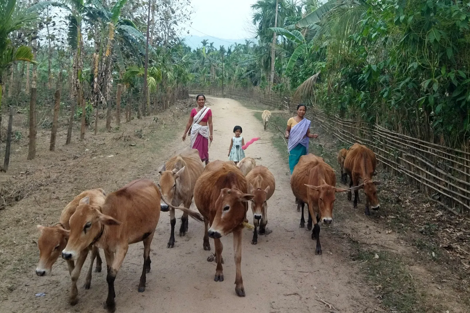 ২ নং ভেৰভেৰীৰ কাহিনী, চৰকাৰৰ শুনিবলৈ চৰকাৰ নাই আহৰিঃ নাই পথ, নাই স্কুল, বঞ্চিত চিকিৎসাৰ পৰাও