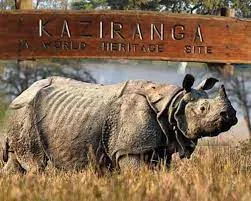 kaziranga natinal park  