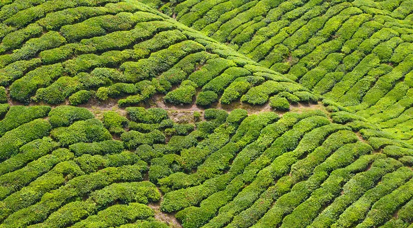 Monabari Tea Estate  