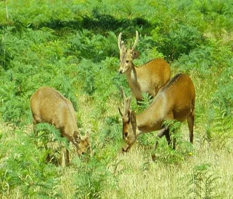 ourang national park  