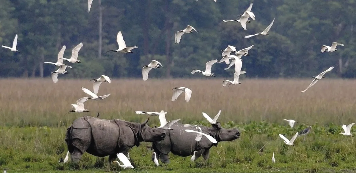 পবিতৰা   