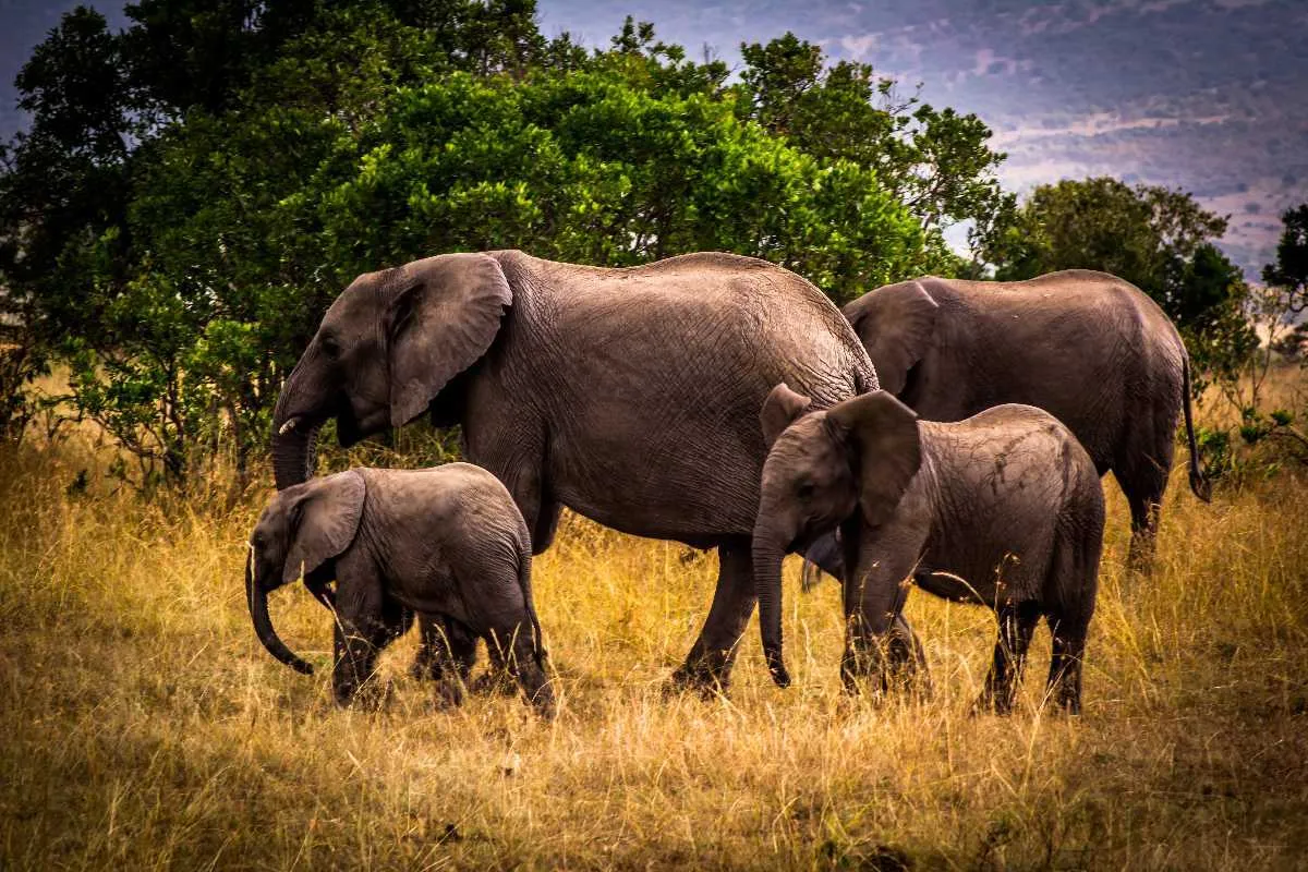 nameri national park  
