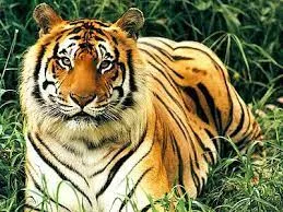 পূব কাৰ্বি আংলং বন্যপ্ৰাণী অভয়াৰণ্য  