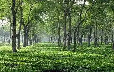 Nagrajuli Tea Estate  