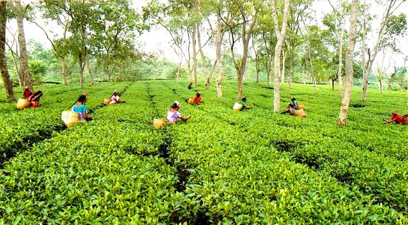 Mangalam Tea Estate  