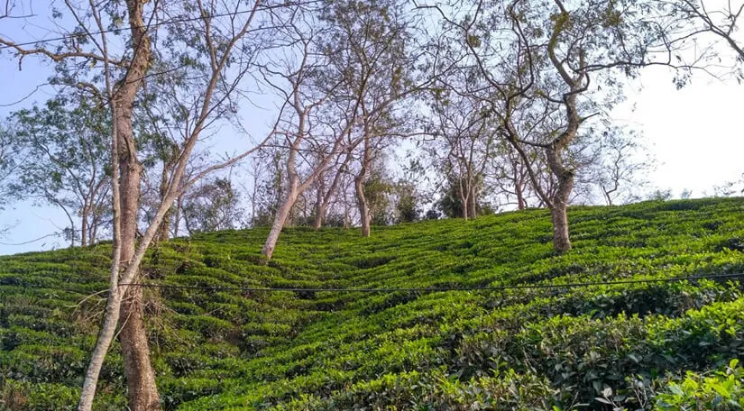 Amchong Tea Estate  