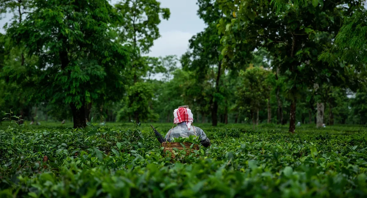Ghograjan Tea Estate  