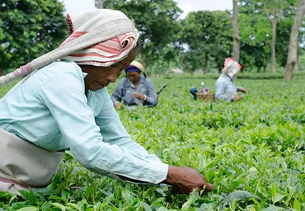 Majuli Tea Estate  