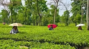Nanoi Tea Estate  