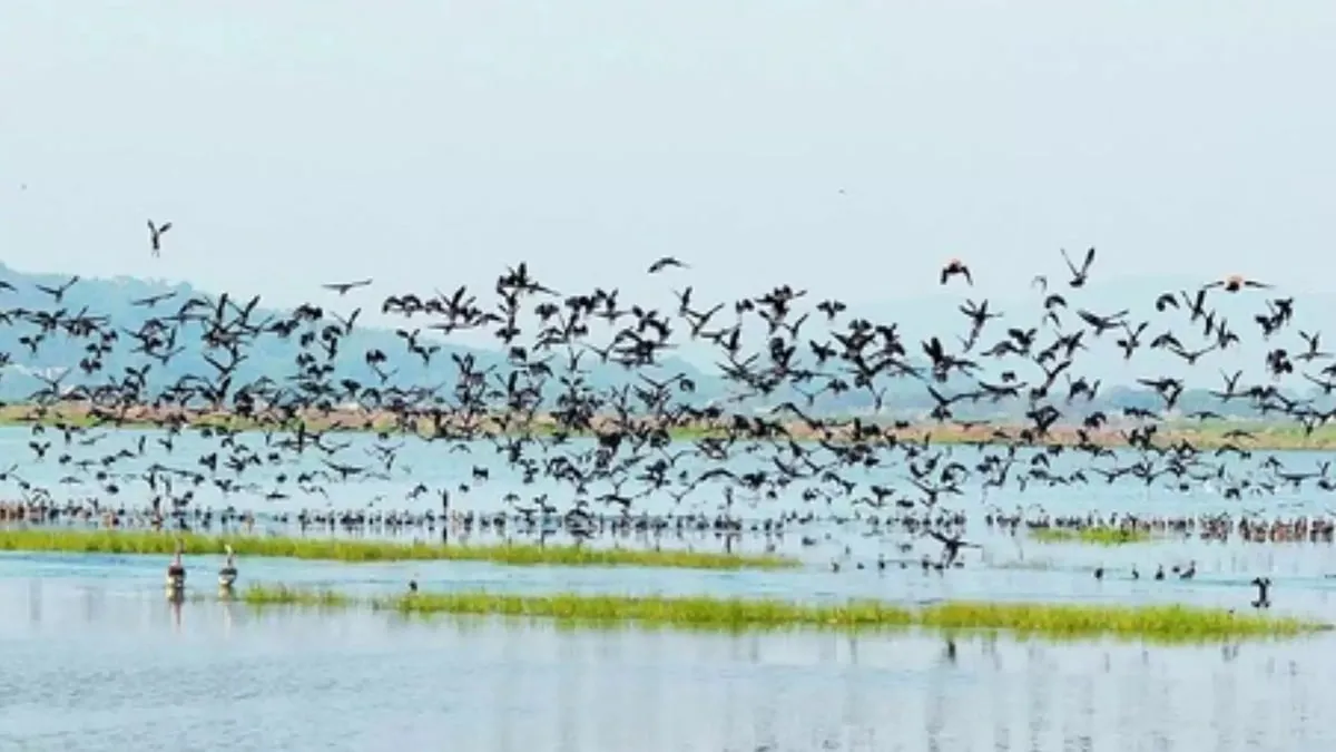 দীপৰ বিল বন্যপ্ৰাণী অভয়াৰণ্য  