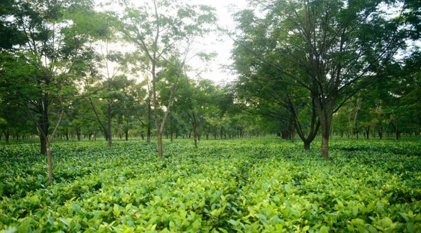 Salmari Tea Estate  
