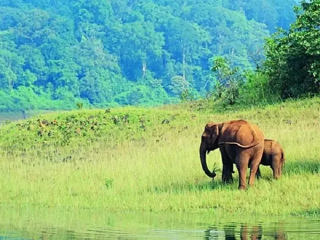 dihing patkai national park  