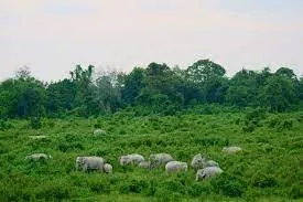 নামবৰ দৈগ্ৰং বন্যপ্ৰাণী অভয়াৰণ্য  