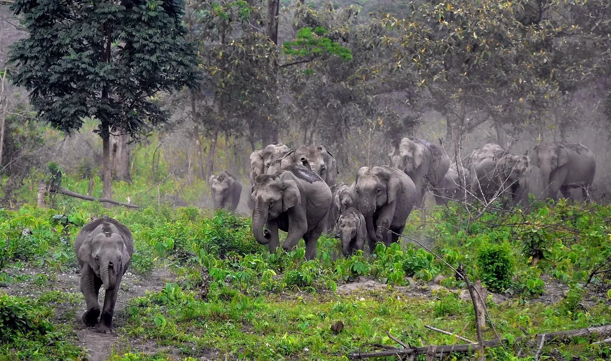 বৰনদী বন্যপ্ৰাণী অভয়াৰণ্য  