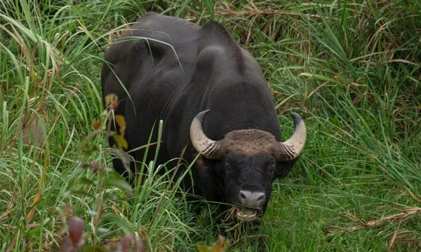সোণাই ৰুপাই বন্যপ্ৰাণী অভয়াৰণ্য  