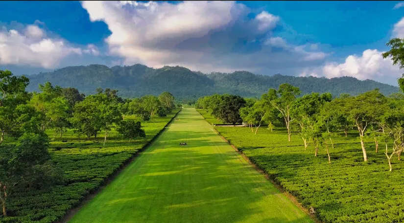 Corramore tea estate  