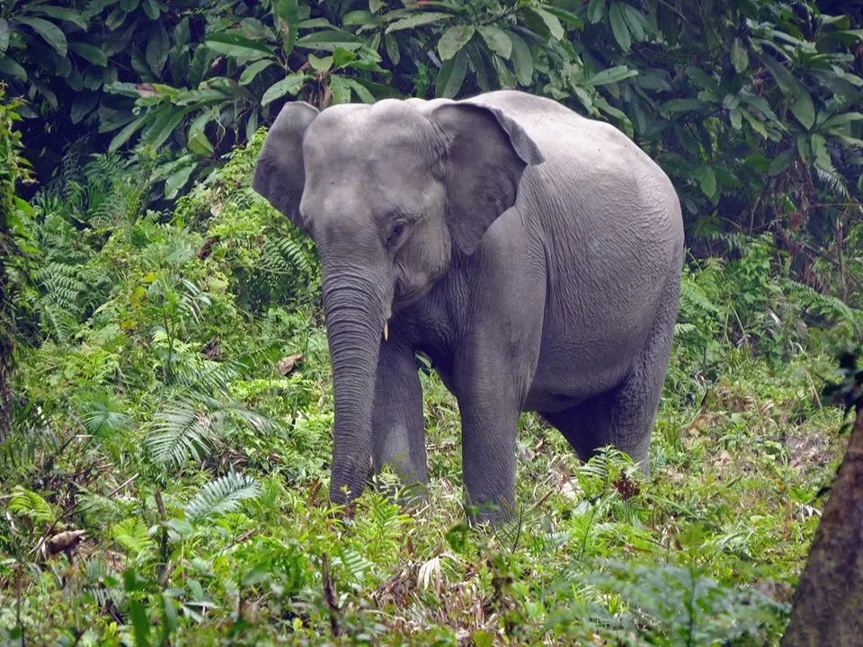 মাৰাত লংৰী বন্যপ্ৰাণী অভয়াৰণ্য  