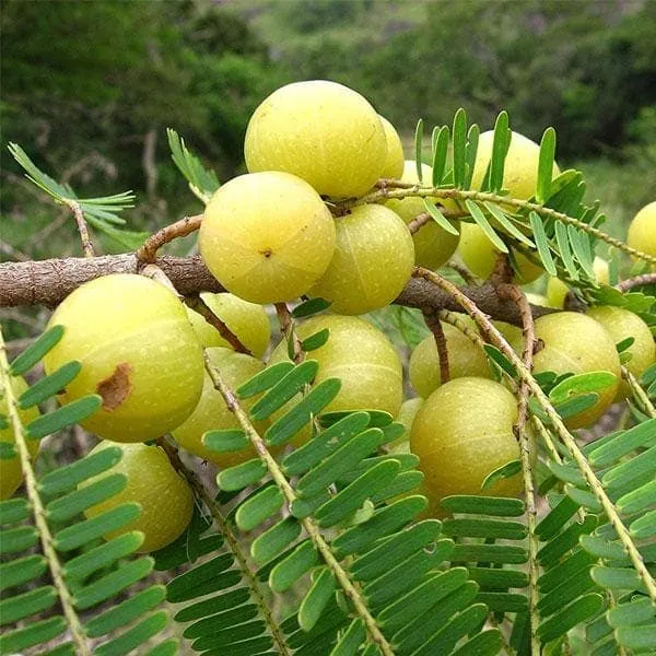 আমলখি  