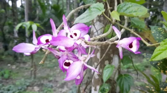 Orchid  