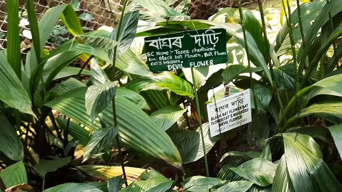বাঘৰ দাড়ি  